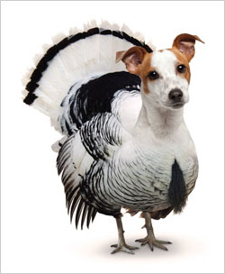 No Turkey dogs this Thanksgiving post thumbnail image